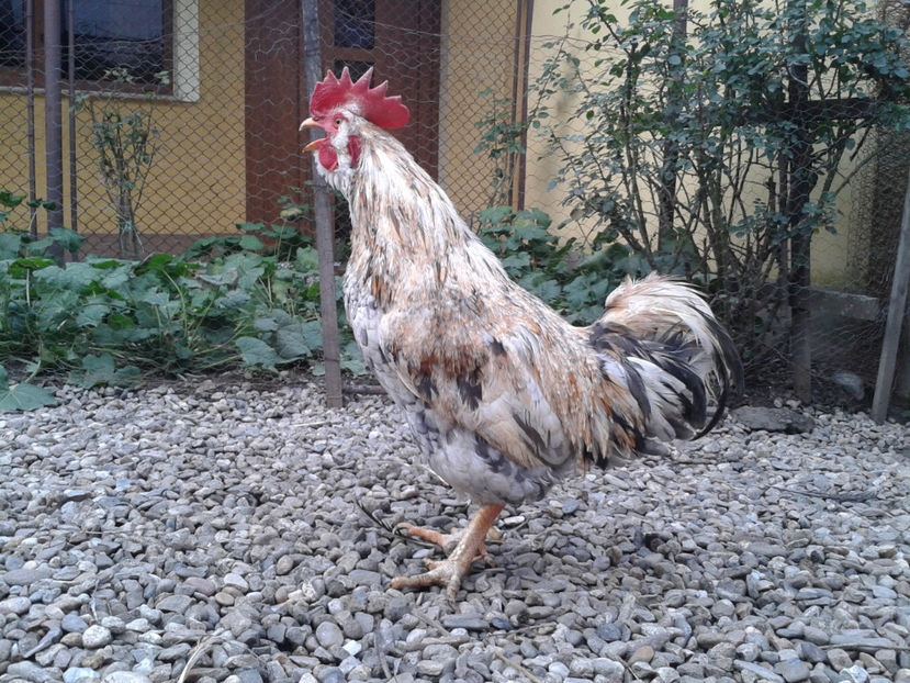  - REFORMĂ Cocoș Rezervă Matcă SERIA III 2021 în 17 Decembrie 2023 - AMINTIRE