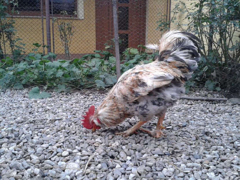  - REFORMĂ Cocoș Rezervă Matcă SERIA III 2021 în 17 Decembrie 2023 - AMINTIRE