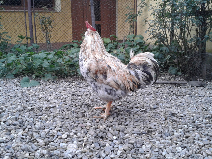  - REFORMĂ Cocoș Rezervă Matcă SERIA III 2021 în 17 Decembrie 2023 - AMINTIRE