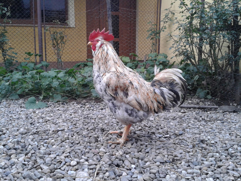  - REFORMĂ Cocoș Rezervă Matcă SERIA III 2021 în 17 Decembrie 2023 - AMINTIRE