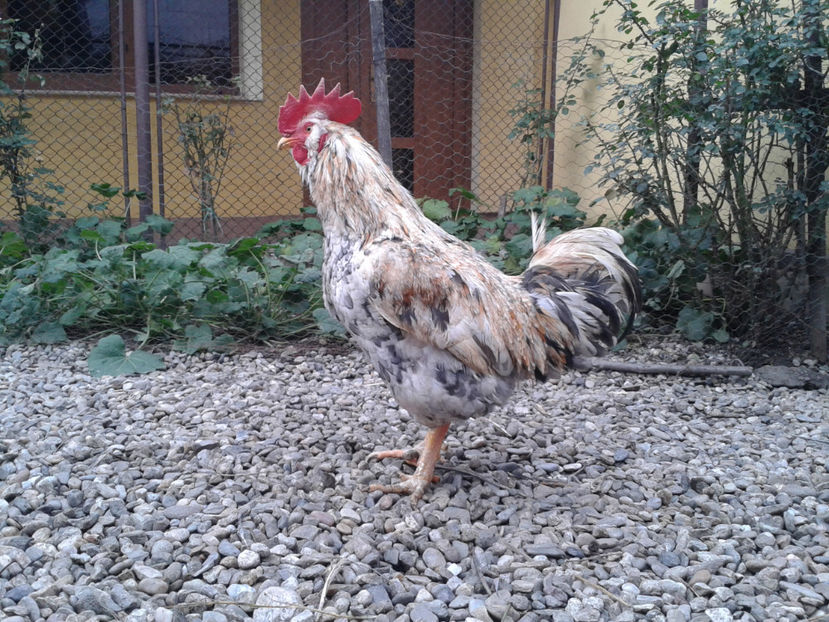  - REFORMĂ Cocoș Rezervă Matcă SERIA III 2021 în 17 Decembrie 2023 - AMINTIRE