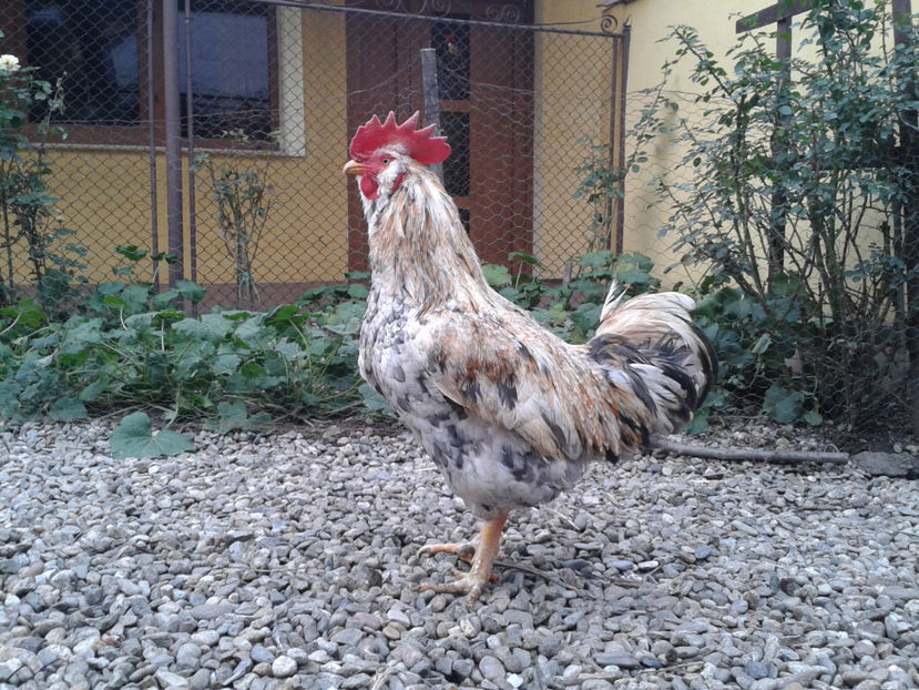  - REFORMĂ Cocoș Rezervă Matcă SERIA III 2021 în 17 Decembrie 2023 - AMINTIRE