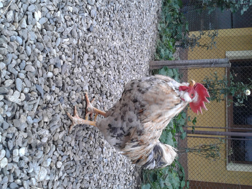  - REFORMĂ Cocoș Rezervă Matcă SERIA III 2021 în 17 Decembrie 2023 - AMINTIRE