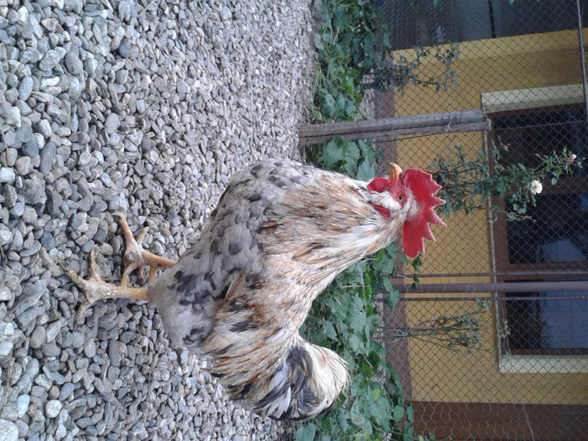  - REFORMĂ Cocoș Rezervă Matcă SERIA III 2021 în 17 Decembrie 2023 - AMINTIRE