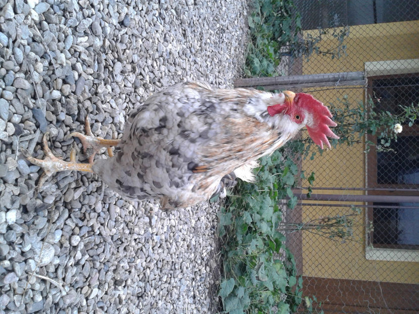  - REFORMĂ Cocoș Rezervă Matcă SERIA III 2021 în 17 Decembrie 2023 - AMINTIRE