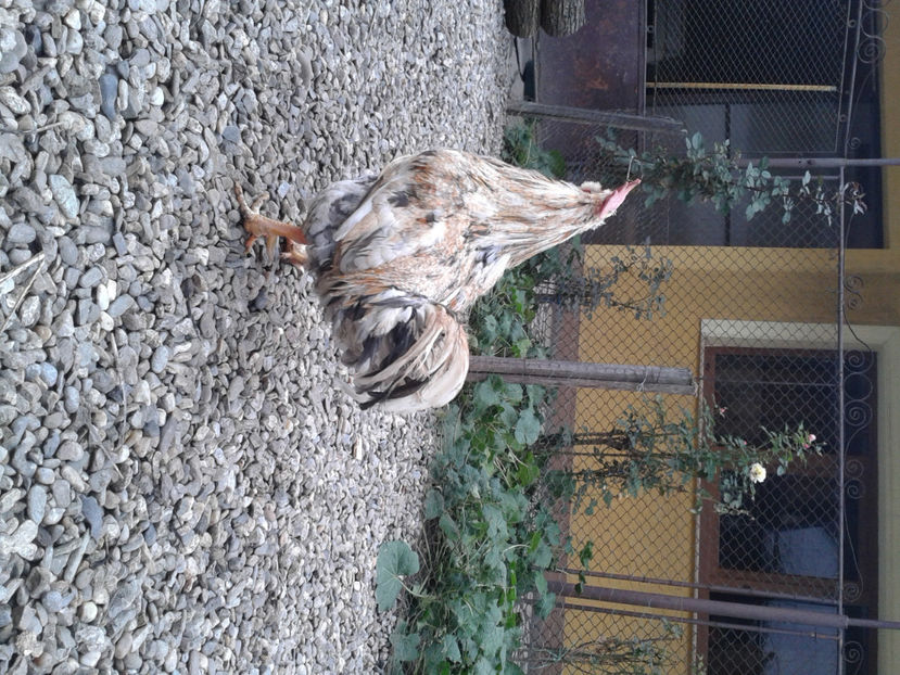  - REFORMĂ Cocoș Rezervă Matcă SERIA III 2021 în 17 Decembrie 2023 - AMINTIRE