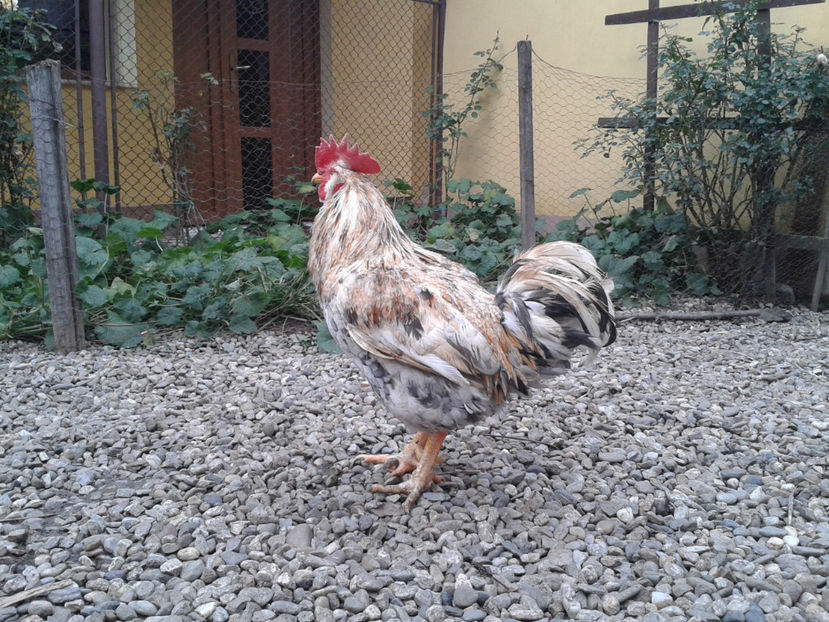  - REFORMĂ Cocoș Rezervă Matcă SERIA III 2021 în 17 Decembrie 2023 - AMINTIRE