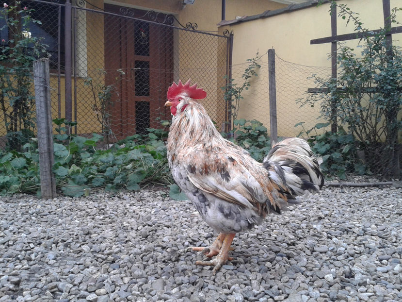  - REFORMĂ Cocoș Rezervă Matcă SERIA III 2021 în 17 Decembrie 2023 - AMINTIRE