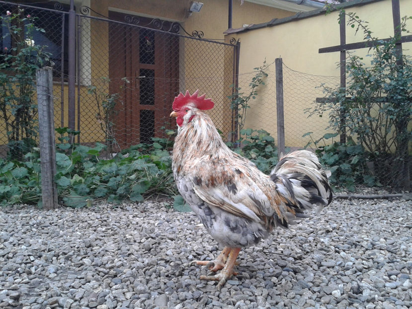  - REFORMĂ Cocoș Rezervă Matcă SERIA III 2021 în 17 Decembrie 2023 - AMINTIRE