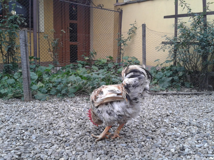  - REFORMĂ Cocoș Rezervă Matcă SERIA III 2021 în 17 Decembrie 2023 - AMINTIRE