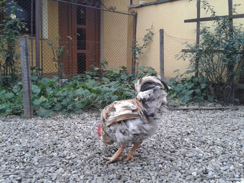  - REFORMĂ Cocoș Rezervă Matcă SERIA III 2021 în 17 Decembrie 2023 - AMINTIRE