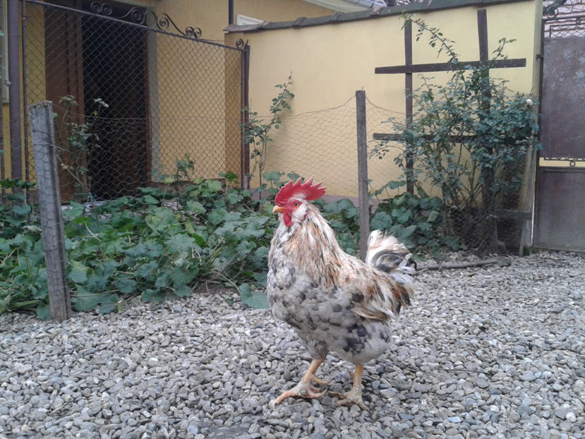 20231217_152447(0) - REFORMĂ Cocoș Rezervă Matcă SERIA III 2021 în 17 Decembrie 2023 - AMINTIRE