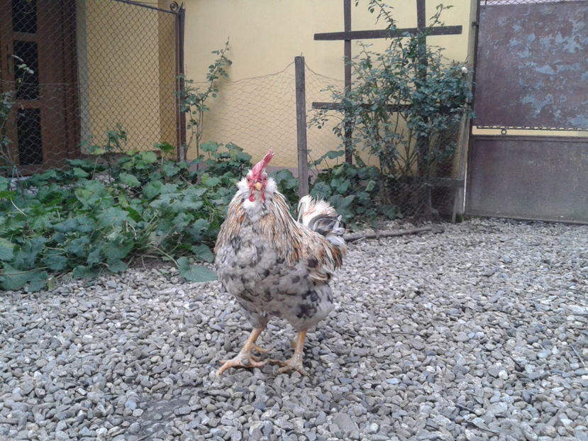  - REFORMĂ Cocoș Rezervă Matcă SERIA III 2021 în 17 Decembrie 2023 - AMINTIRE