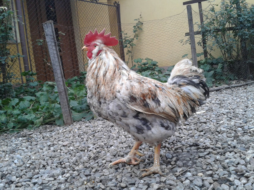  - REFORMĂ Cocoș Rezervă Matcă SERIA III 2021 în 17 Decembrie 2023 - AMINTIRE