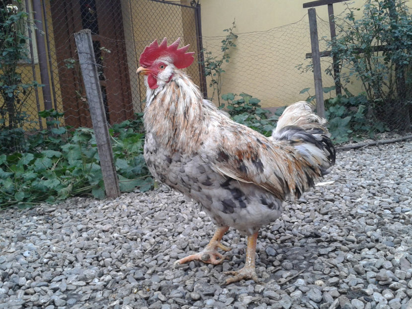  - REFORMĂ Cocoș Rezervă Matcă SERIA III 2021 în 17 Decembrie 2023 - AMINTIRE