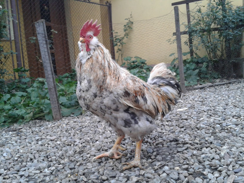  - REFORMĂ Cocoș Rezervă Matcă SERIA III 2021 în 17 Decembrie 2023 - AMINTIRE