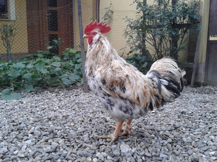  - REFORMĂ Cocoș Rezervă Matcă SERIA III 2021 în 17 Decembrie 2023 - AMINTIRE