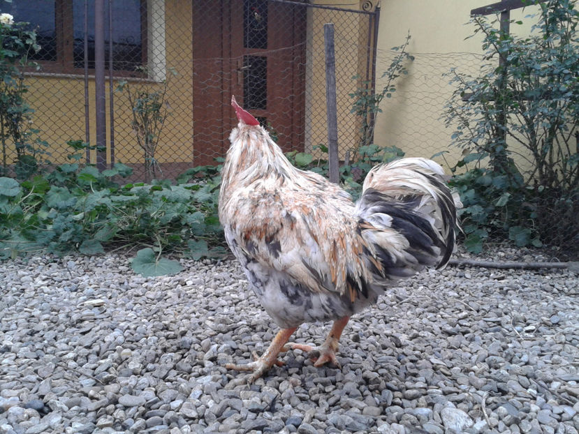  - REFORMĂ Cocoș Rezervă Matcă SERIA III 2021 în 17 Decembrie 2023 - AMINTIRE