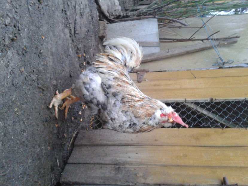  - REFORMĂ Cocoș Rezervă Matcă SERIA III 2021 în 17 Decembrie 2023 - AMINTIRE