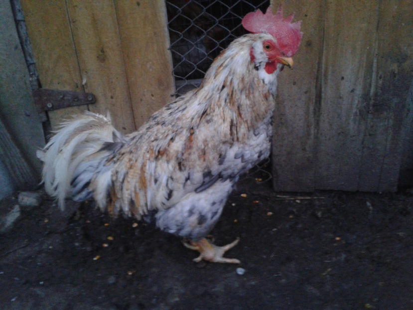  - REFORMĂ Cocoș Rezervă Matcă SERIA III 2021 în 17 Decembrie 2023 - AMINTIRE