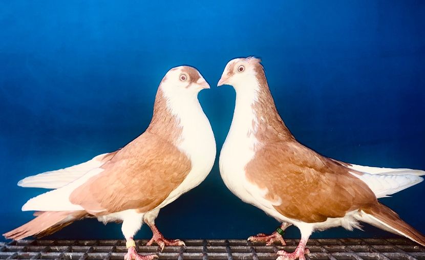 Perechea  38 - B - Perechi 2024