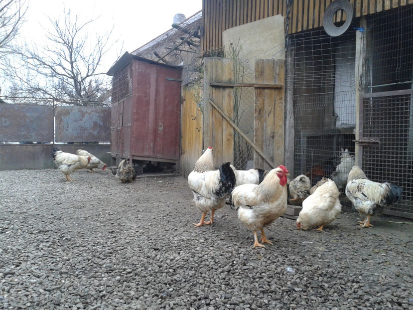 Pui SERIA I / 2023 - INVENTAR PUI INCUBATOR I - 2023 - Dum 10 dec 2023