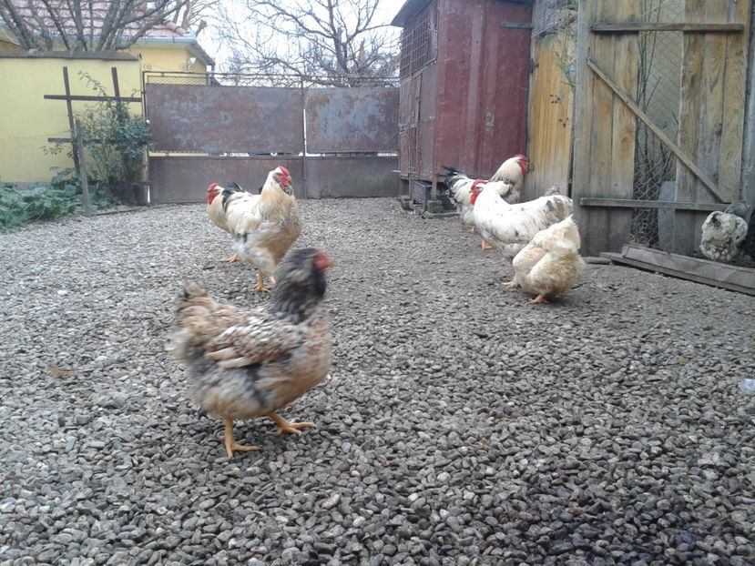 Pui SERIA I / 2023 - INVENTAR PUI INCUBATOR I - 2023 - Dum 10 dec 2023