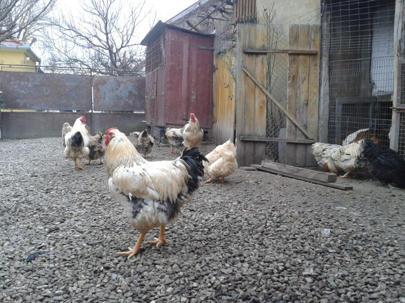 Pui SERIA I / 2023 - INVENTAR PUI INCUBATOR I - 2023 - Dum 10 dec 2023