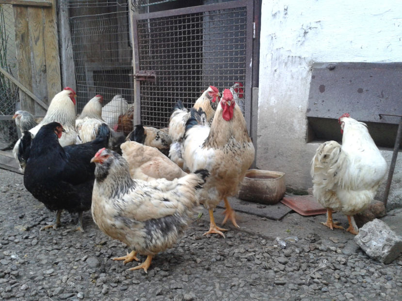 Pui SERIA I / 2023 - INVENTAR PUI INCUBATOR I - 2023 - Dum 10 dec 2023