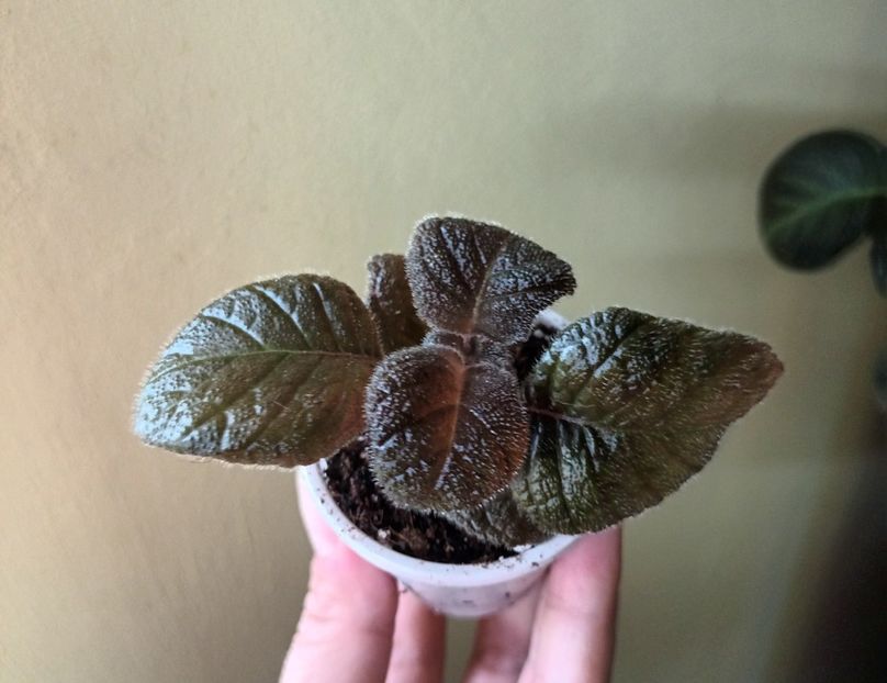 Aproape pierduta - Star of Bethlehem