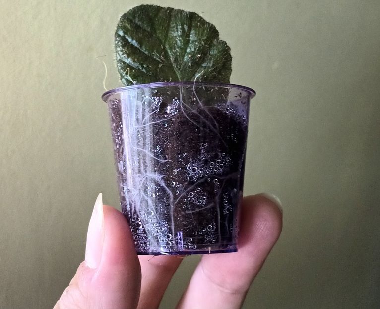 Iata minunea! - Star of Bethlehem