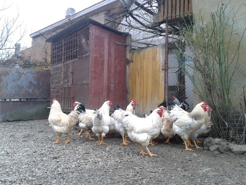 Pui SERIA II / 2023 - INVENTAR PUI INCUBATOR II - 2023 - Sam 9 dec 2023