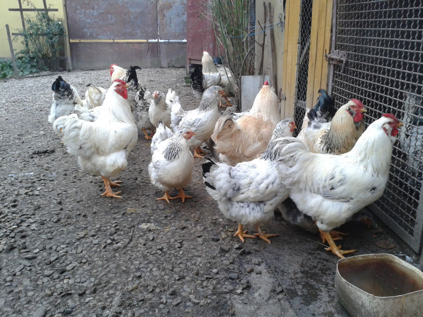 Pui SERIA II / 2023 - INVENTAR PUI INCUBATOR II - 2023 - Sam 9 dec 2023