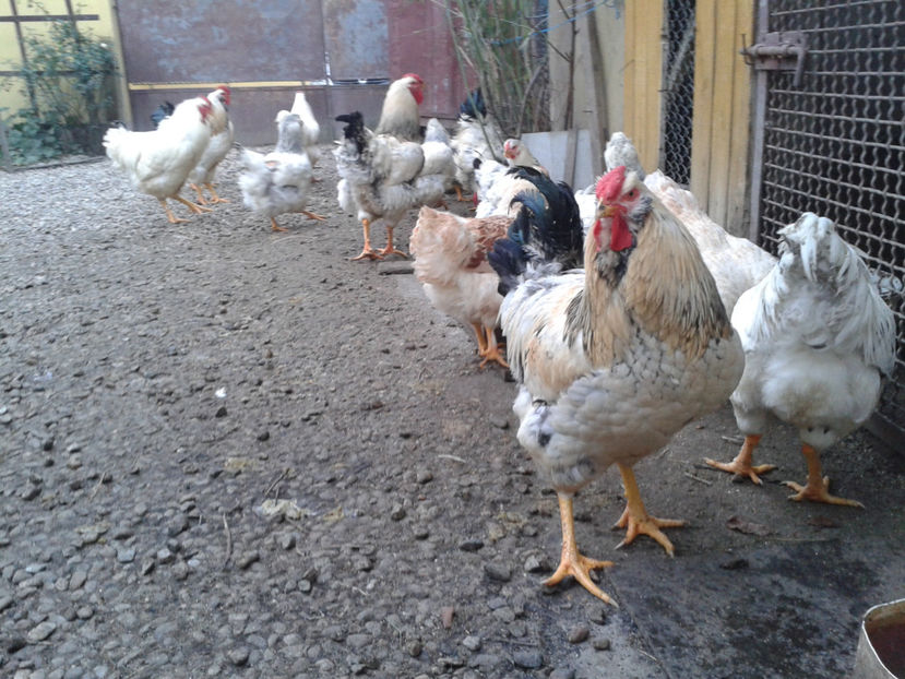 Pui SERIA II / 2023 - INVENTAR PUI INCUBATOR II - 2023 - Sam 9 dec 2023