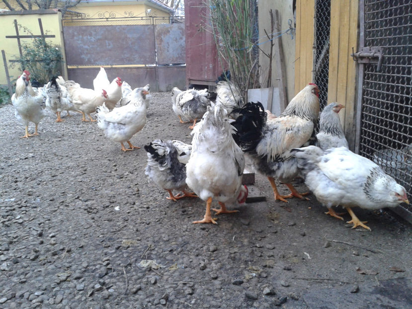 Pui SERIA II / 2023 - INVENTAR PUI INCUBATOR II - 2023 - Sam 9 dec 2023