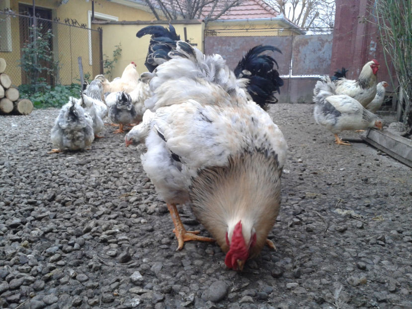 Pui SERIA II / 2023 - INVENTAR PUI INCUBATOR II - 2023 - Sam 9 dec 2023