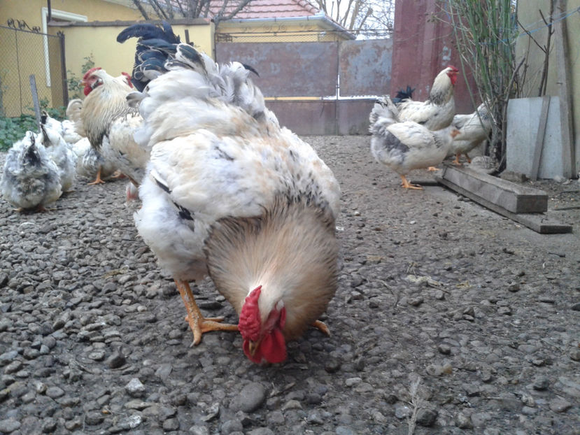 Pui SERIA II / 2023 - INVENTAR PUI INCUBATOR II - 2023 - Sam 9 dec 2023