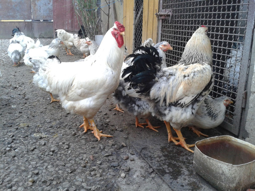 Pui SERIA II / 2023 - INVENTAR PUI INCUBATOR II - 2023 - Sam 9 dec 2023