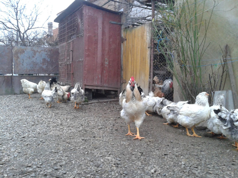 Pui SERIA II / 2023 - INVENTAR PUI INCUBATOR II - 2023 - Sam 9 dec 2023