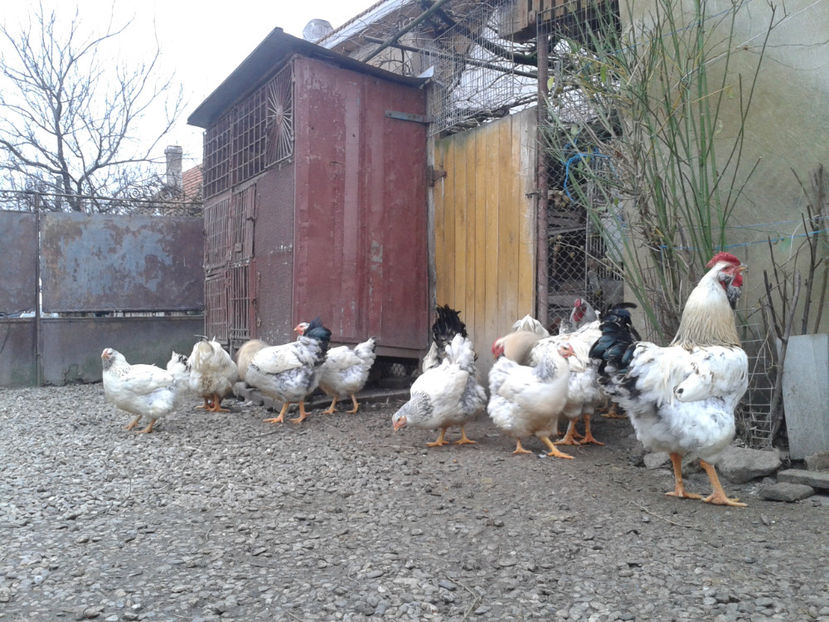 Pui SERIA II / 2023 - INVENTAR PUI INCUBATOR II - 2023 - Sam 9 dec 2023