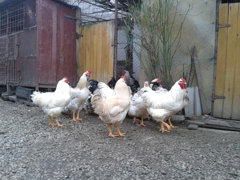 Inventar pui INCUBATOR II / 2023 - INVENTAR PUI INCUBATOR II - 2023 - Sam 9 dec 2023