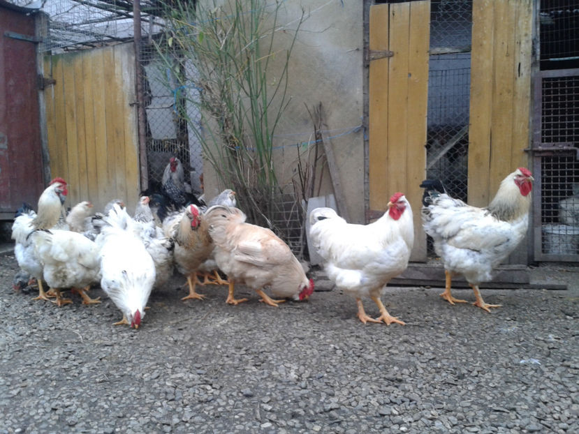 Inventar pui INCUBATOR II / 2023 - INVENTAR PUI INCUBATOR II - 2023 - Sam 9 dec 2023