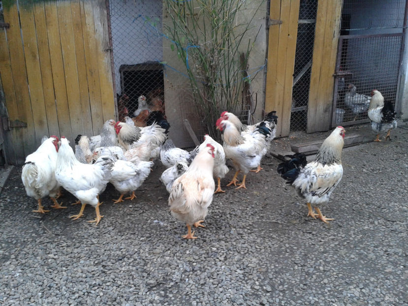 Inventar pui INCUBATOR II / 2023 - INVENTAR PUI INCUBATOR II - 2023 - Sam 9 dec 2023