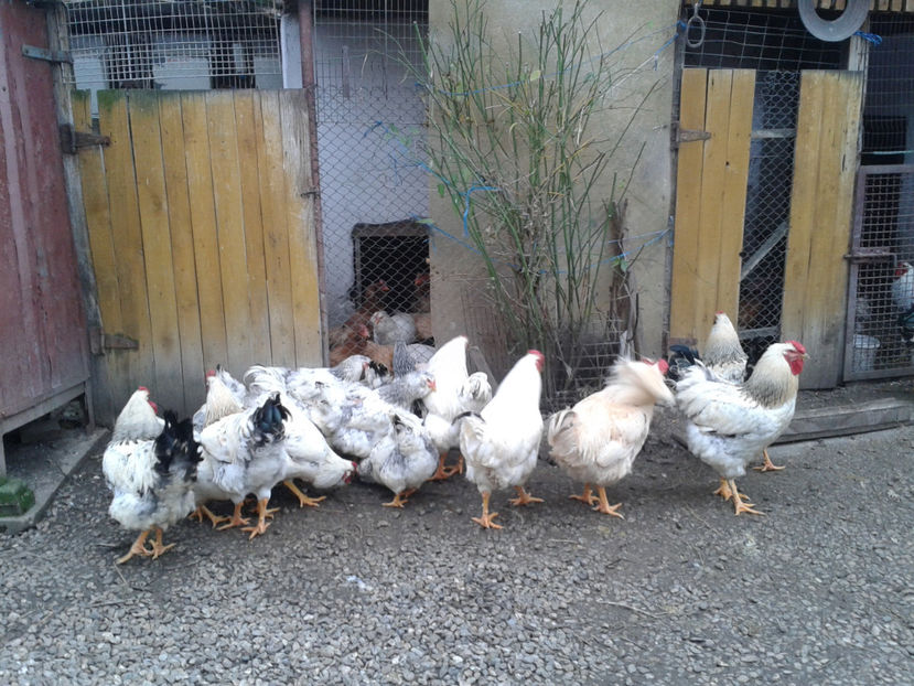 Inventar pui INCUBATOR II / 2023 - INVENTAR PUI INCUBATOR II - 2023 - Sam 9 dec 2023