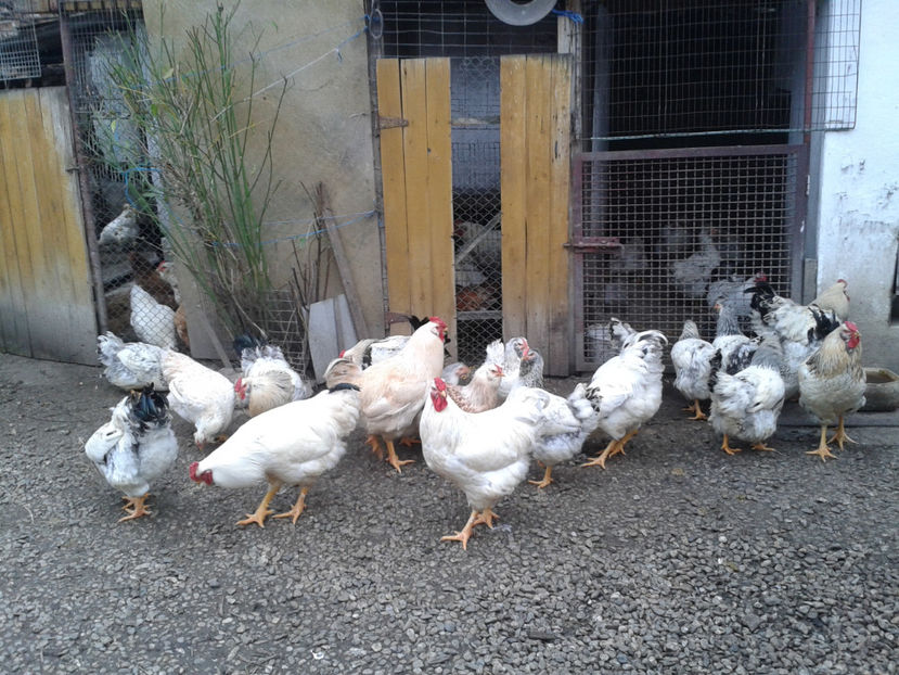 Inventar pui INCUBATOR II / 2023 - INVENTAR PUI INCUBATOR II - 2023 - Sam 9 dec 2023