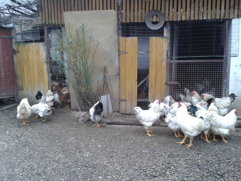 Inventar pui INCUBATOR II / 2023 - INVENTAR PUI INCUBATOR II - 2023 - Sam 9 dec 2023