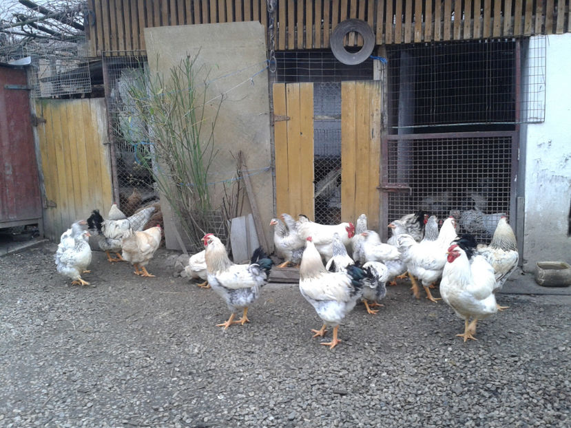 Inventar pui INCUBATOR II / 2023 - INVENTAR PUI INCUBATOR II - 2023 - Sam 9 dec 2023