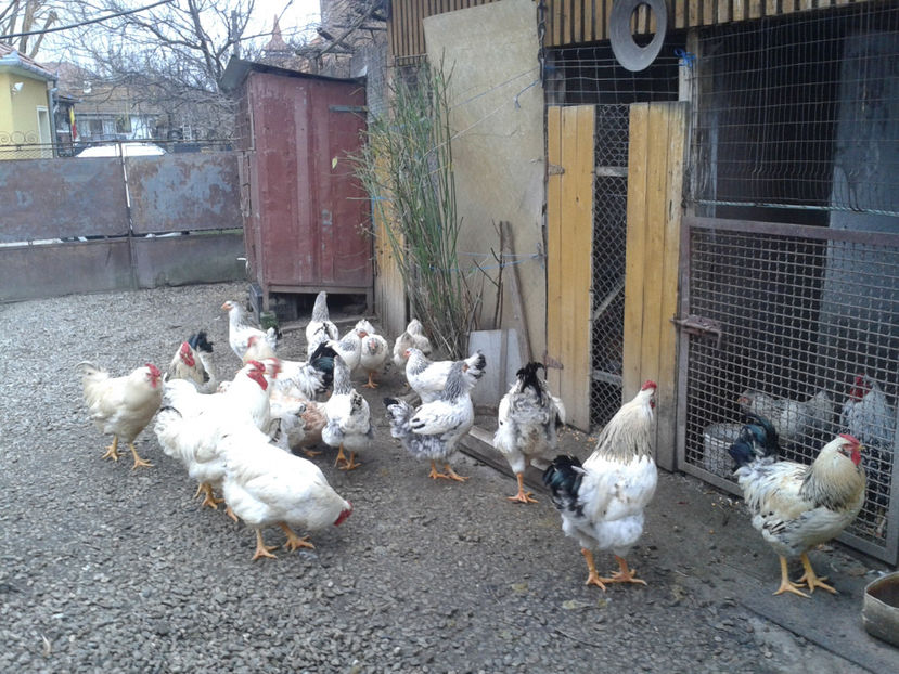 Inventar pui INCUBATOR II / 2023 - INVENTAR PUI INCUBATOR II - 2023 - Sam 9 dec 2023