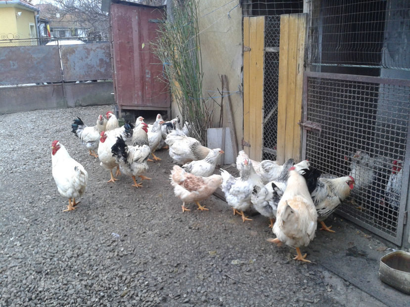 Inventar pui INCUBATOR II / 2023 - INVENTAR PUI INCUBATOR II - 2023 - Sam 9 dec 2023