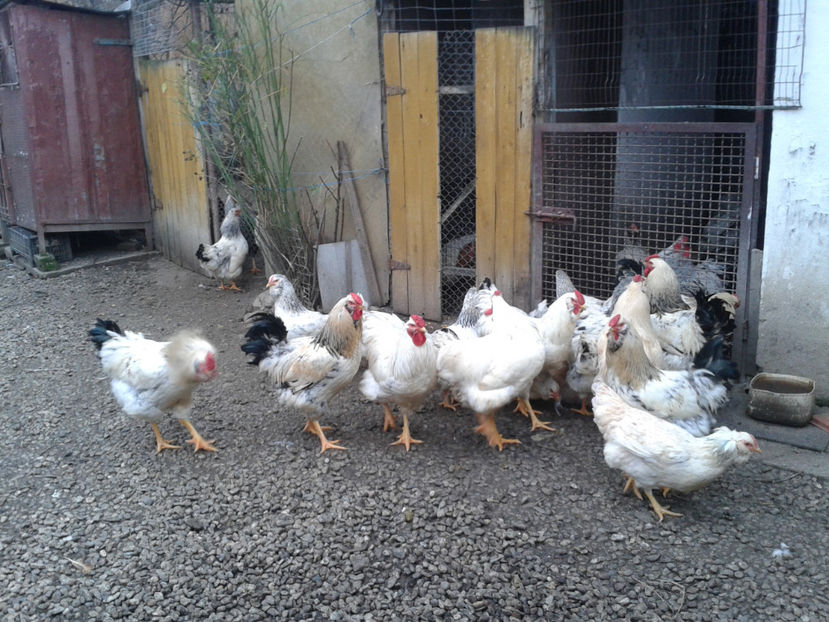 Inventar pui INCUBATOR II / 2023 - INVENTAR PUI INCUBATOR II - 2023 - Sam 9 dec 2023